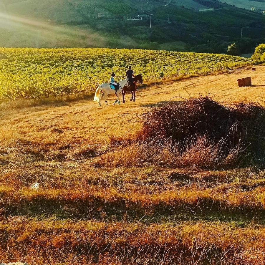 Casinha De Campo- Quintinha Dos Cavalos- 아후다 두스 비뉴스 외부 사진